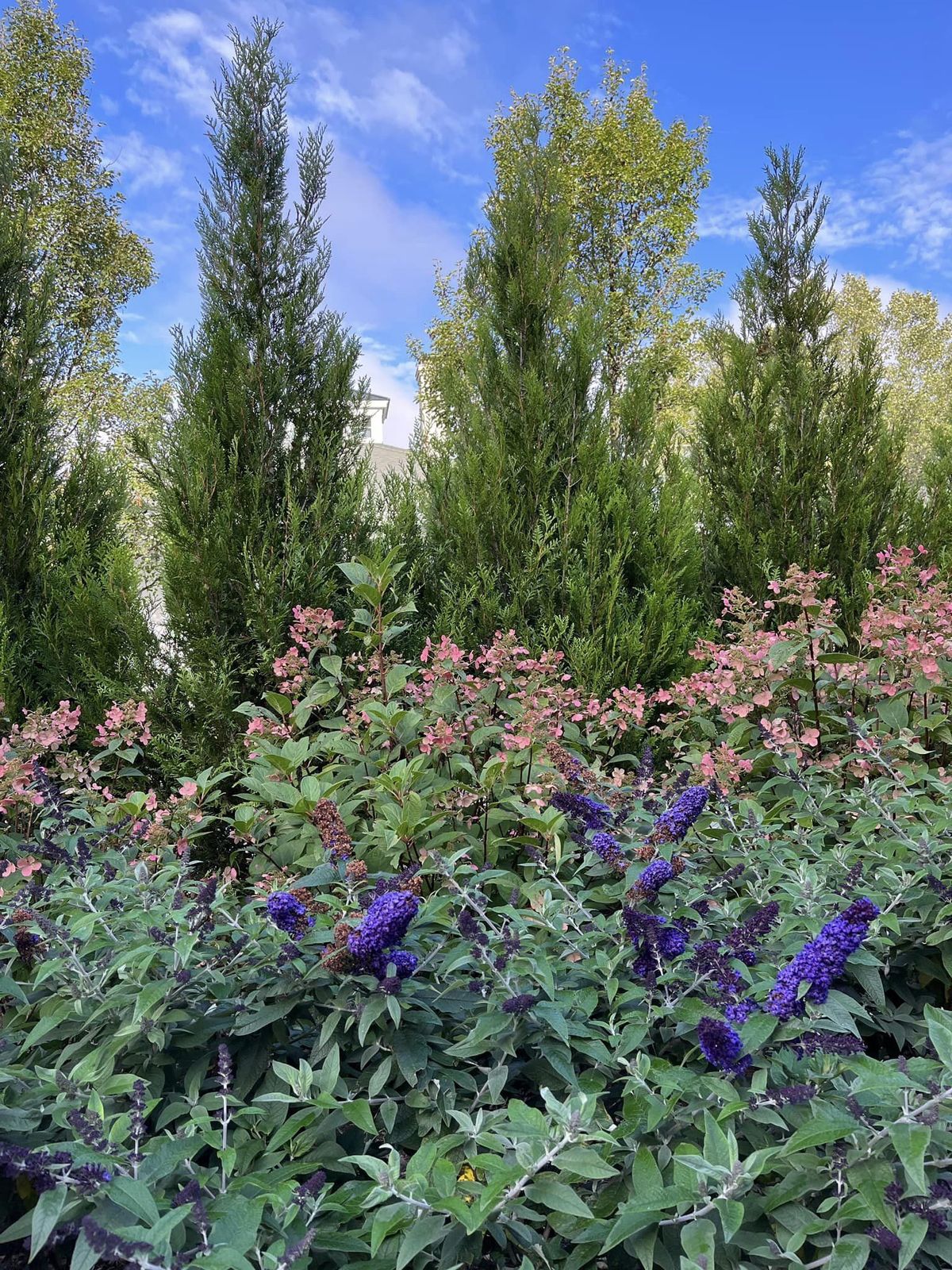 Cypress privacy screen above panicle hydrangea and butterfly bush at a property maintained by Valley Gardens in White Sulphur Springs, WV